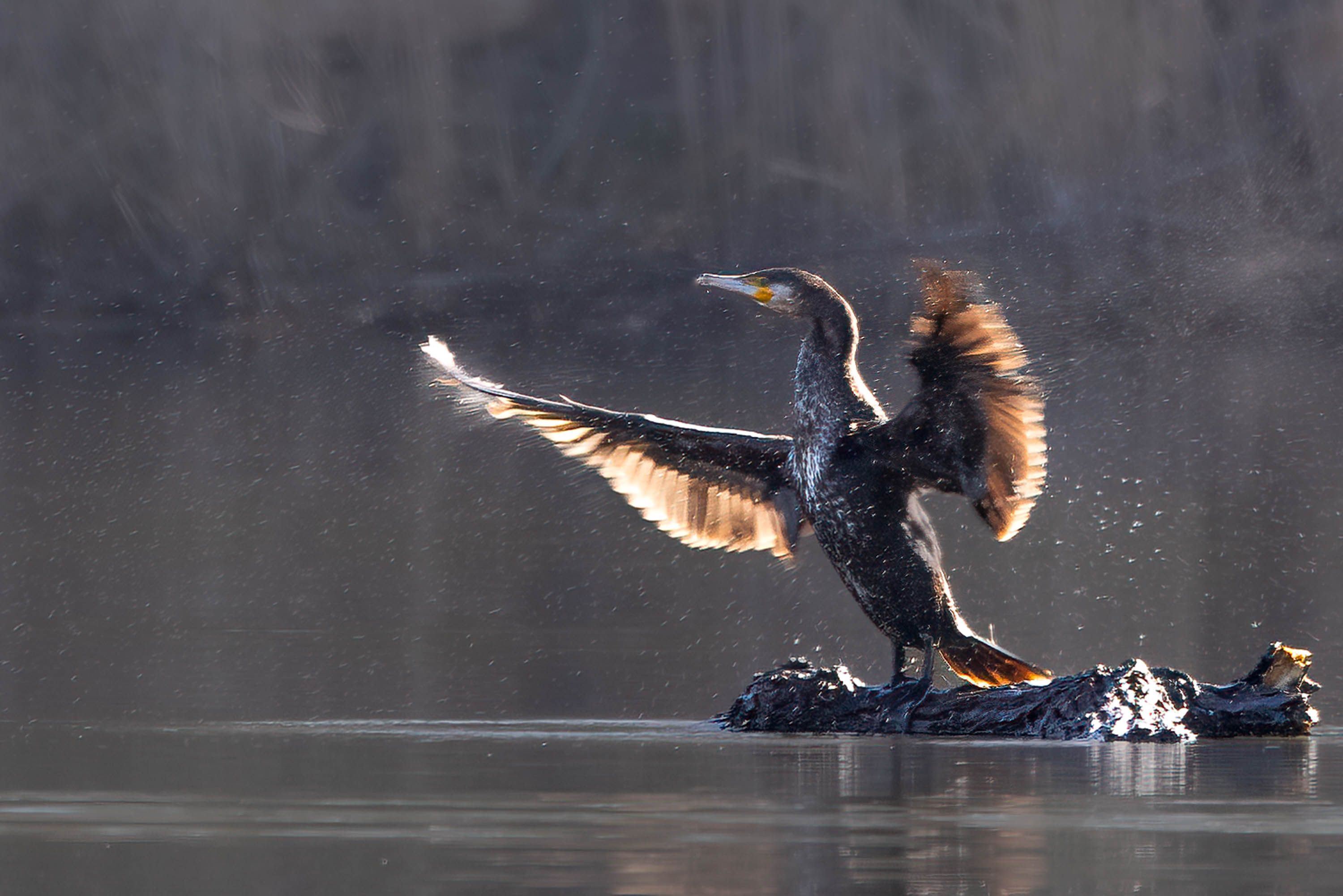 Kormoran © Andreas Kaiser Kormoran © Andreas Kaiser