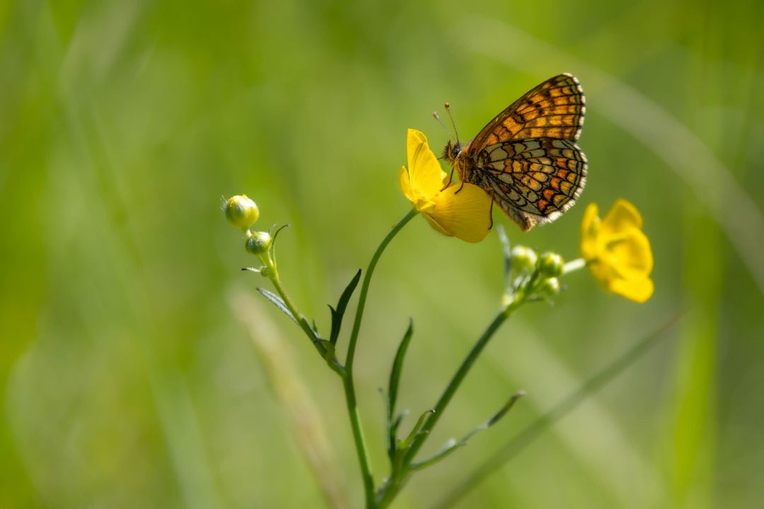 Mähwiesen-Scheckenfalter © Andreas Kaiser